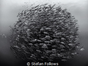 The Eye. Big Eye Travelly - Caranx sexfasciatus. Sail Roc... by Stefan Follows 
